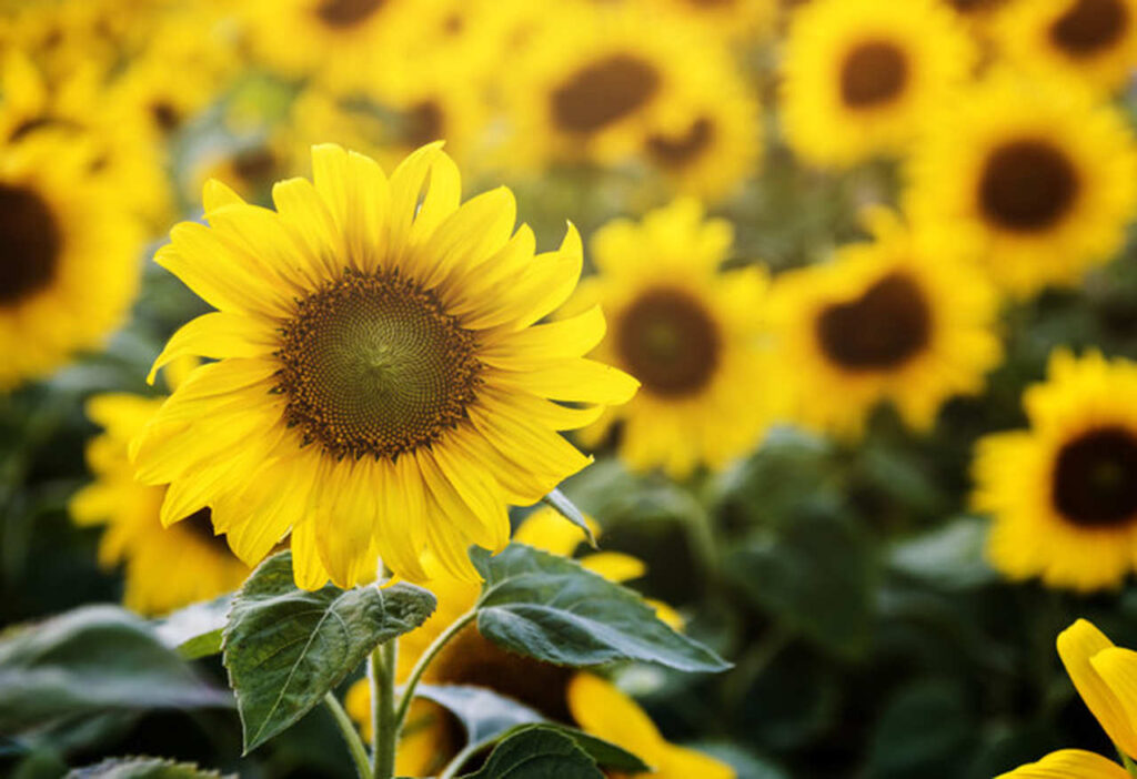 Flores para o verão